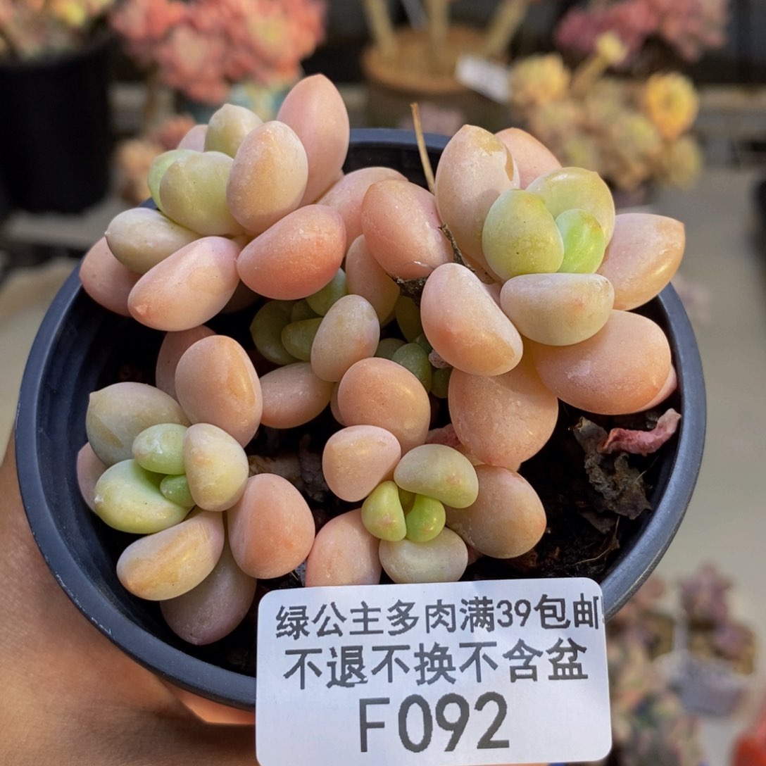 092橘子香水多肉7c m