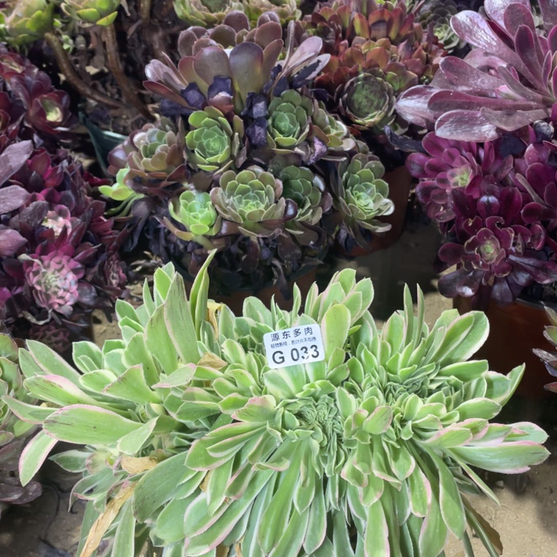 033芳华缀多肉法师断枝不包