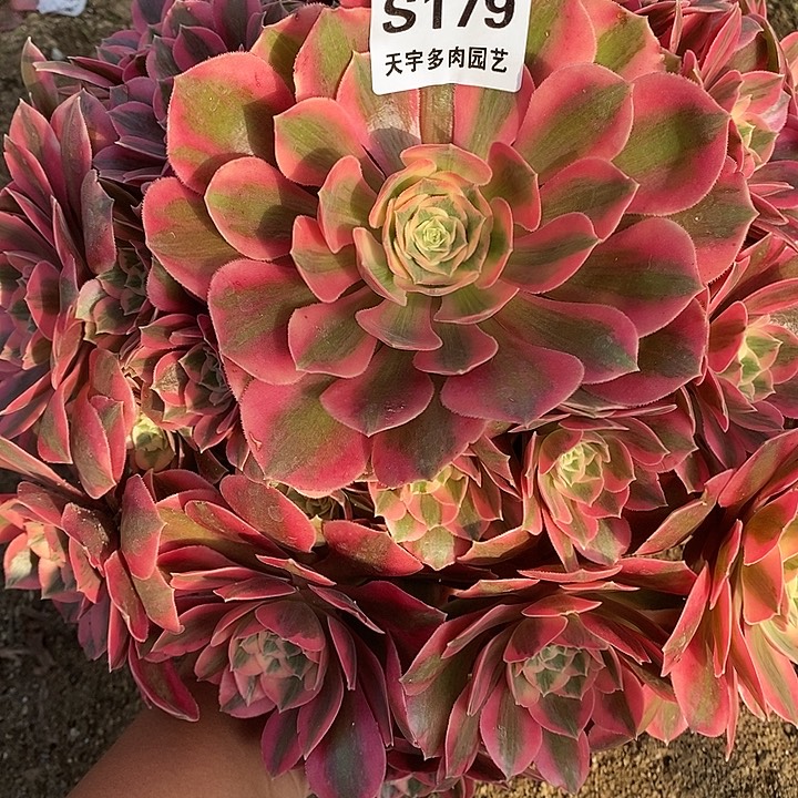 多肉植物妖月179多肉