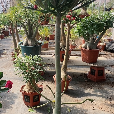 【闪购商品】无花朵纪*壹