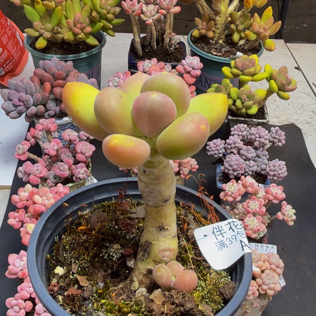 905芒果奶6cm多肉植物
