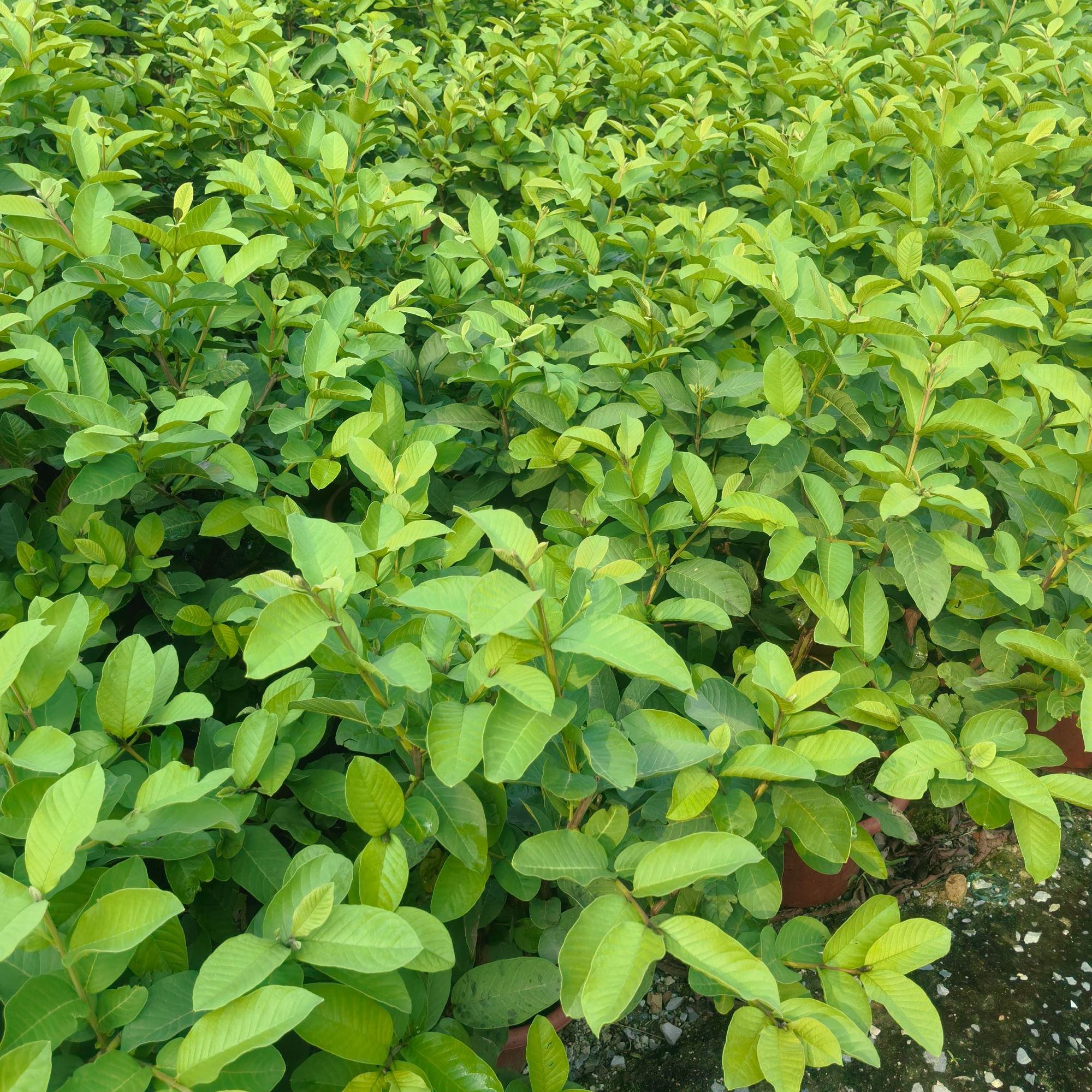 组合装 四季番石榴庭院地栽盆栽绿植