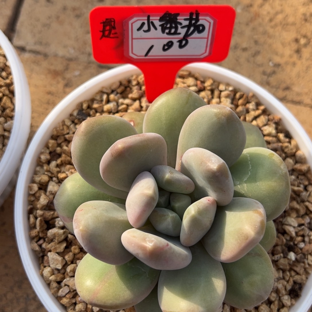 小***）我不喜欢这样说了，小番茄100