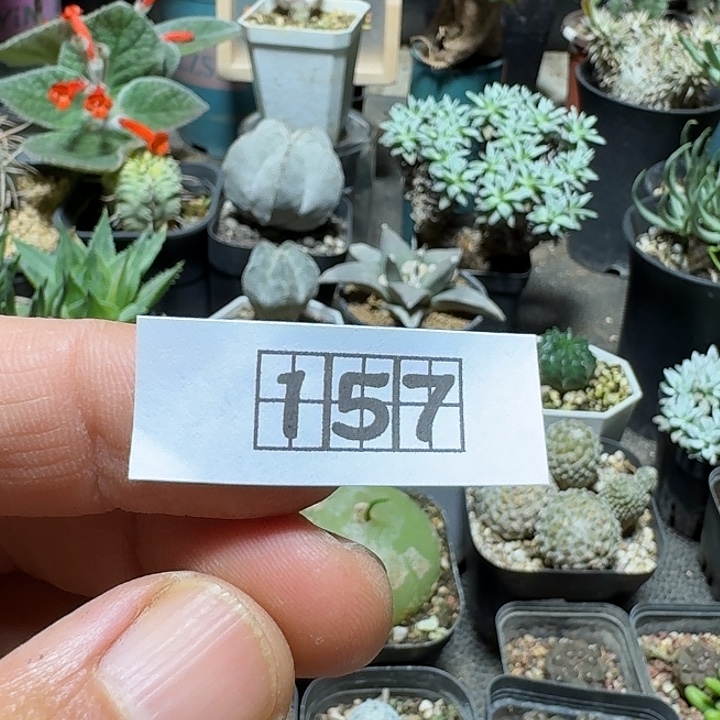 可***欣157深海阎王另选一个带花苞