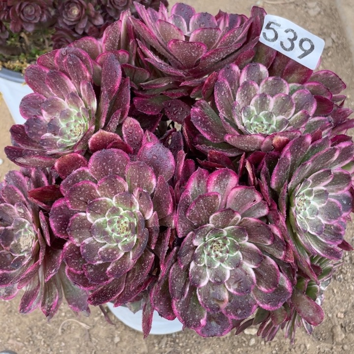539多肉植物油彩画