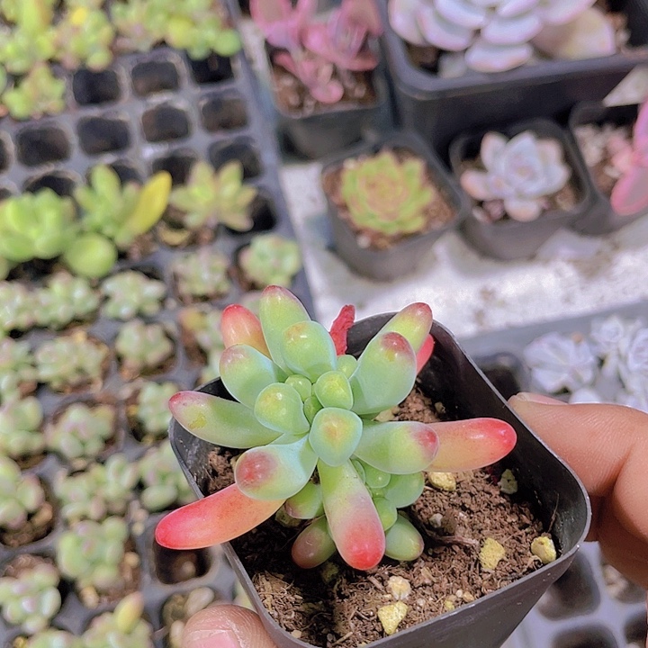 乙女心带土带盆【满10颗包邮】