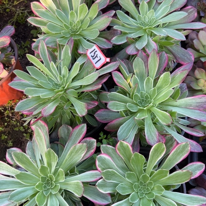 多肉植物1557不售后