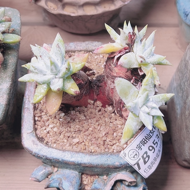 8532牡丹苹果叶仙女杯