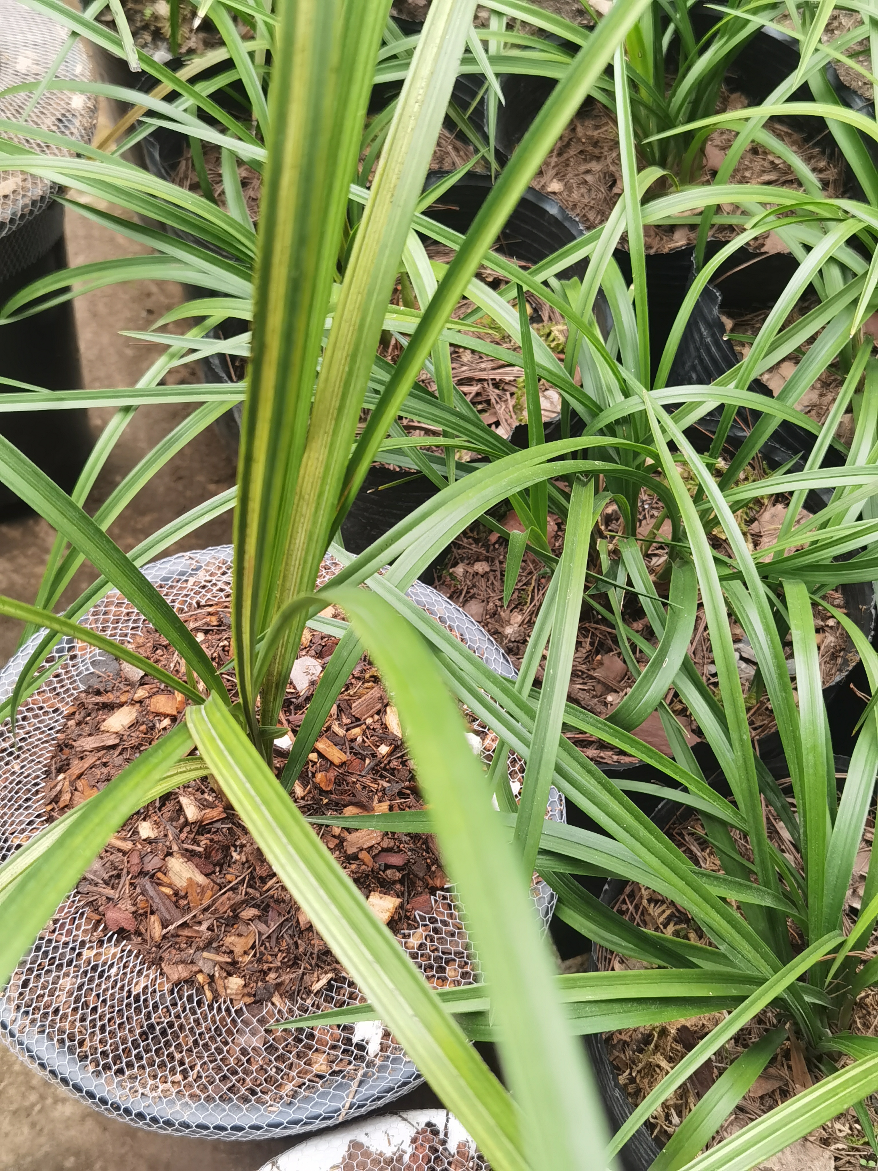 春兰红花之源草 赌草