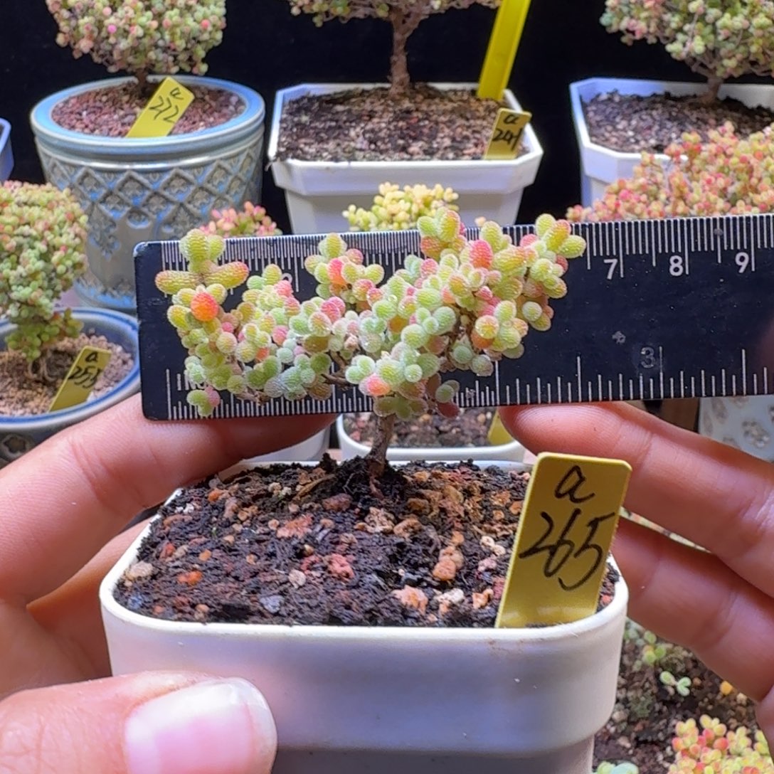 a265号橘子糖冠服6厘米左右