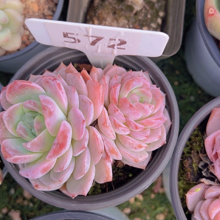 健健康康平平安安