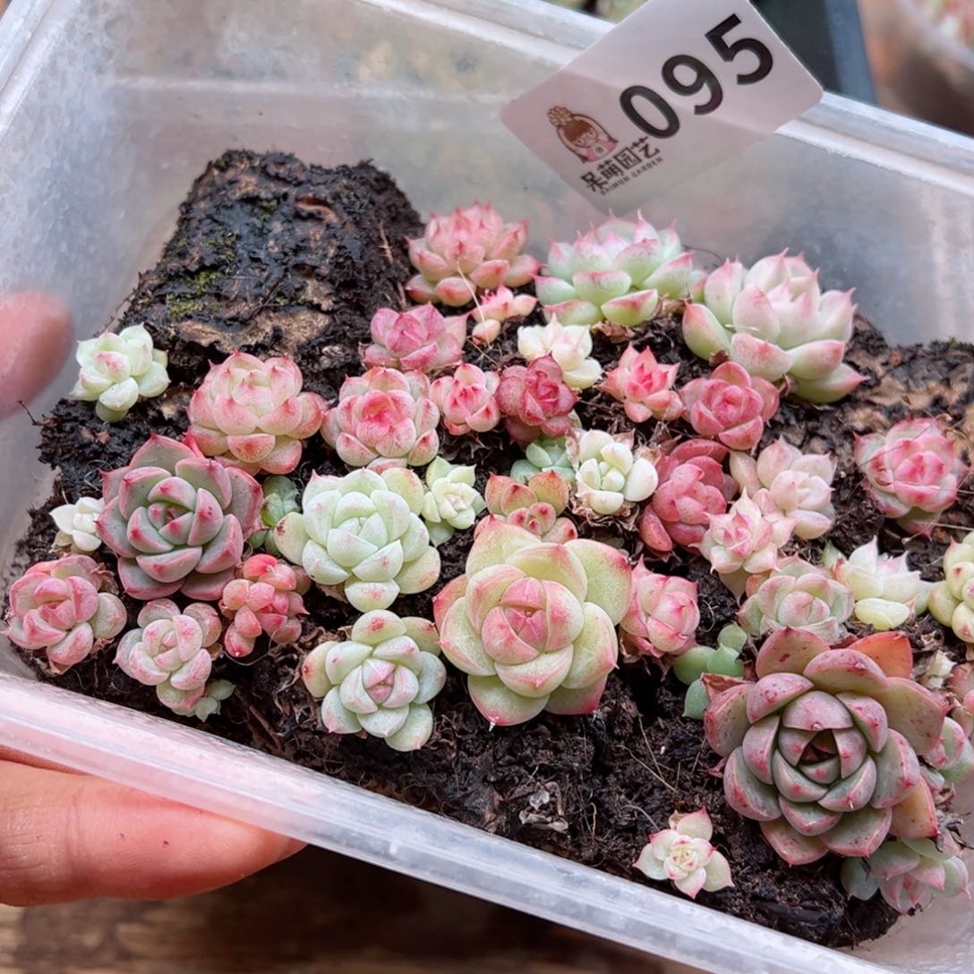 多肉植物多肉植物