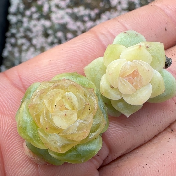 快***）484 号王者系列珍妮一盒