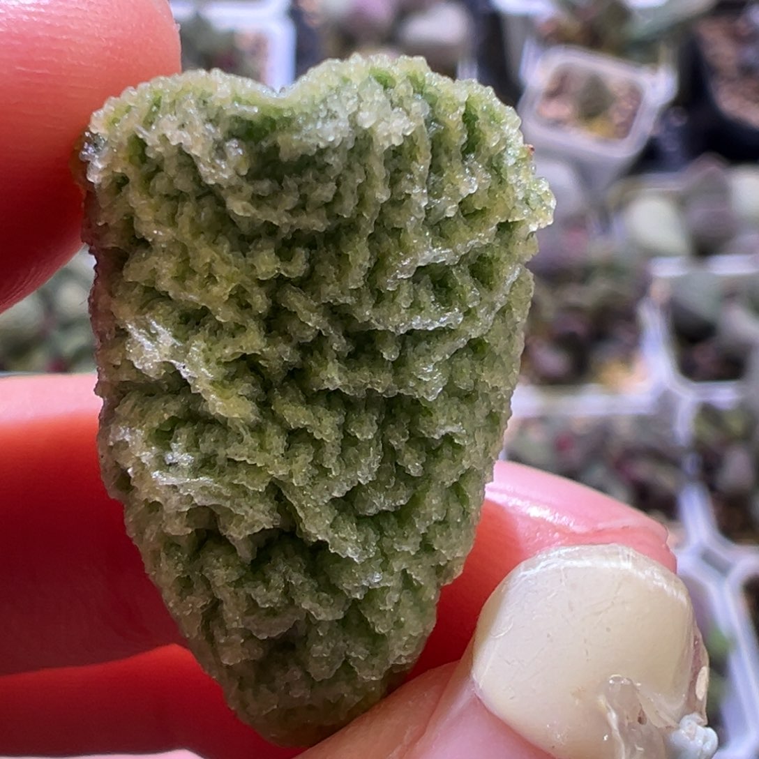 岩龙叶子多肉植物