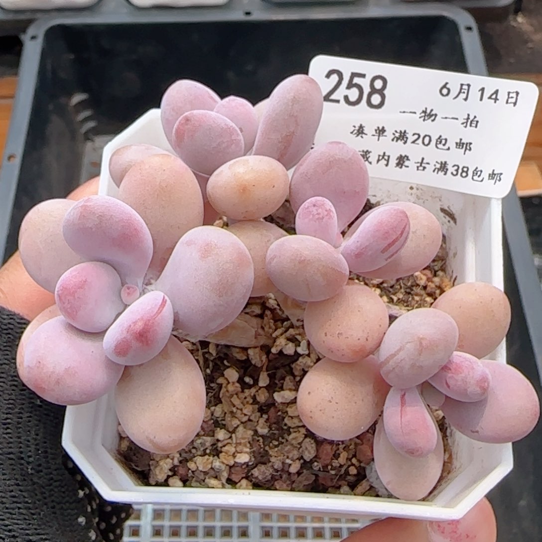 0614-258桃蛋小老桩