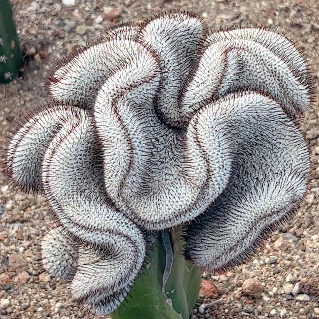 嫁接 直刺佩蕾缀化