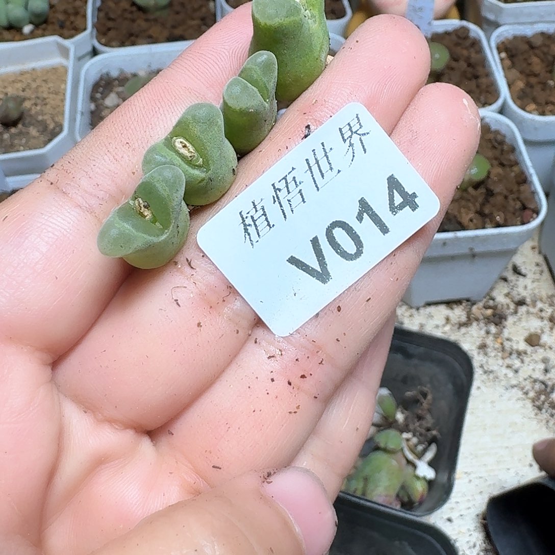 014盒多肉植物哇f g g h