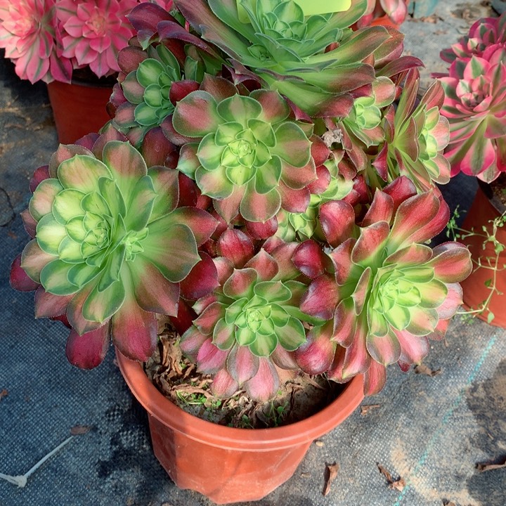 931韶华多肉111111