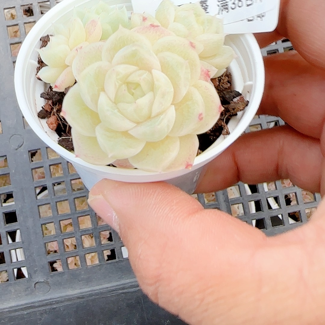 我***去1203-113（fm-9-1）散的