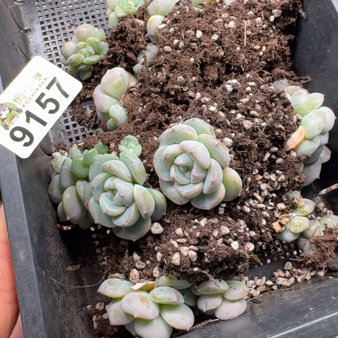 唐***糖多肉植物多肉植物