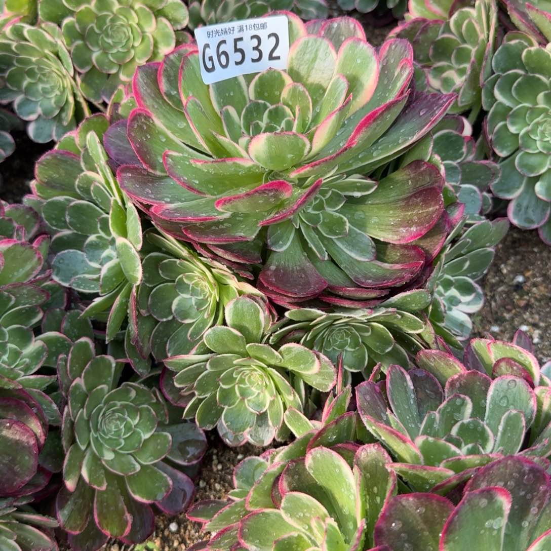 6532万紫千红。多肉植物