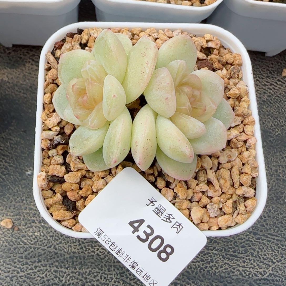玉清风，4308多肉植物