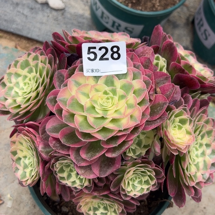 528玉资23厘米左右