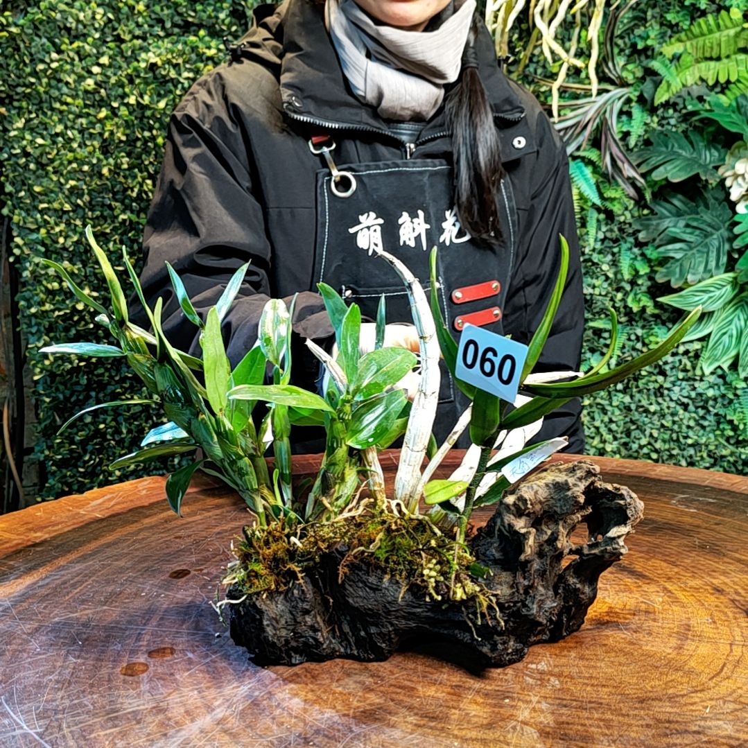 【闪购商品】060金钗，红牙刷，无名兰花