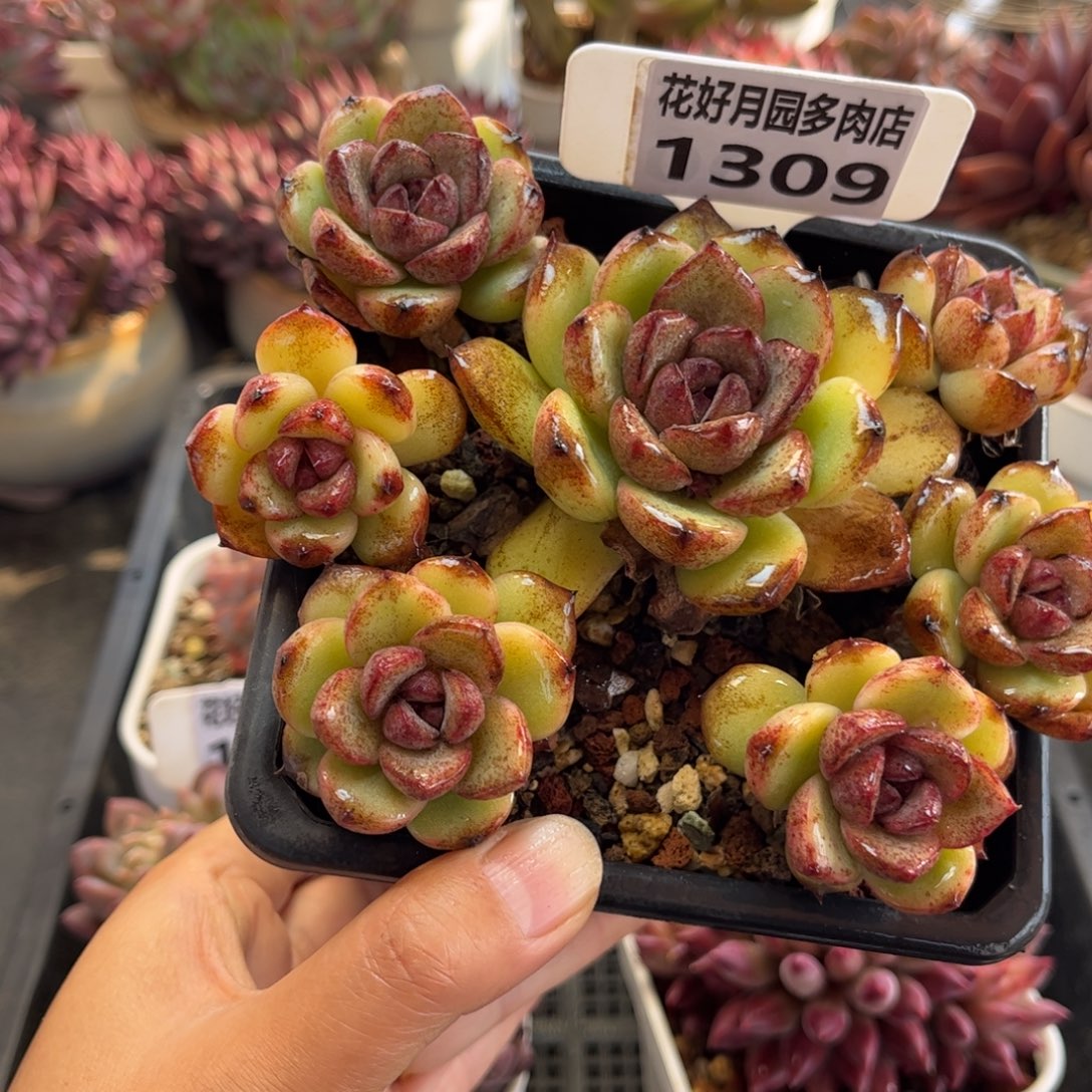 1309带盆天冷必拍保温箱
