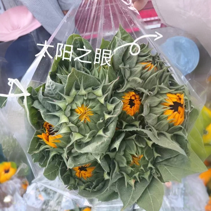 切花向日葵种芽率高，纯度好，生长期45-50天