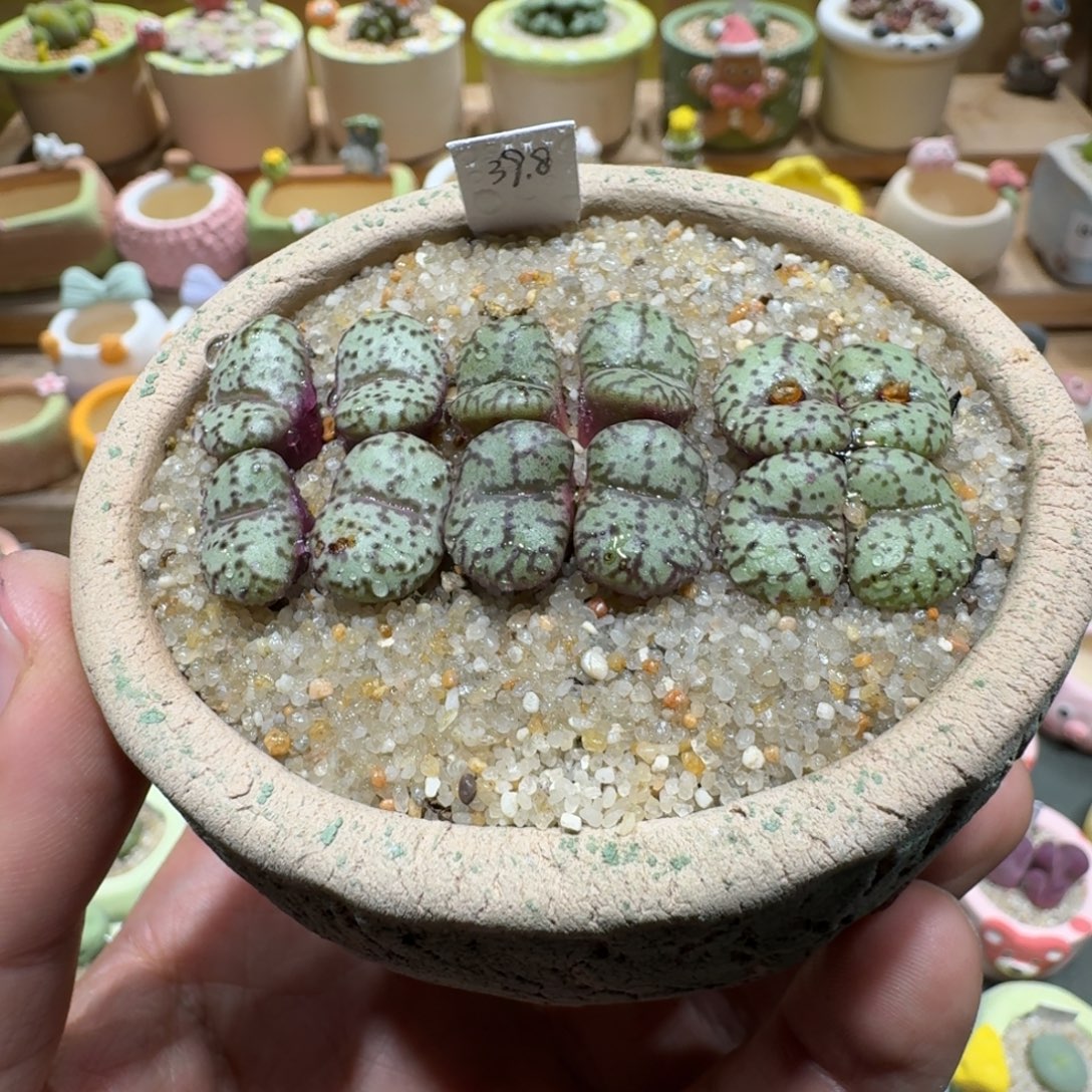 蘑菇1061安贞多肉植物