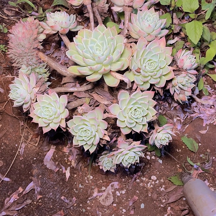 花***@这也不是我们说要结婚就