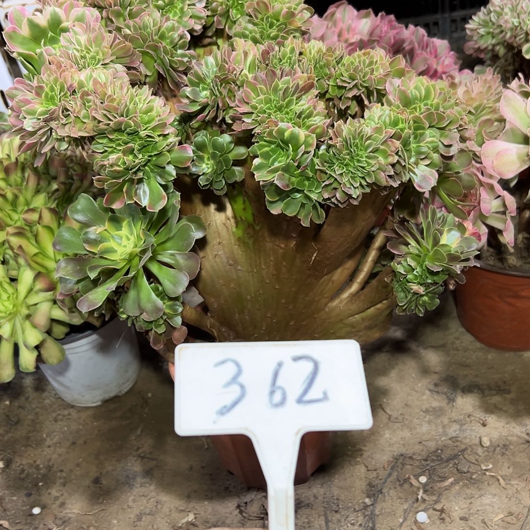 多肉植物香菲缀花362