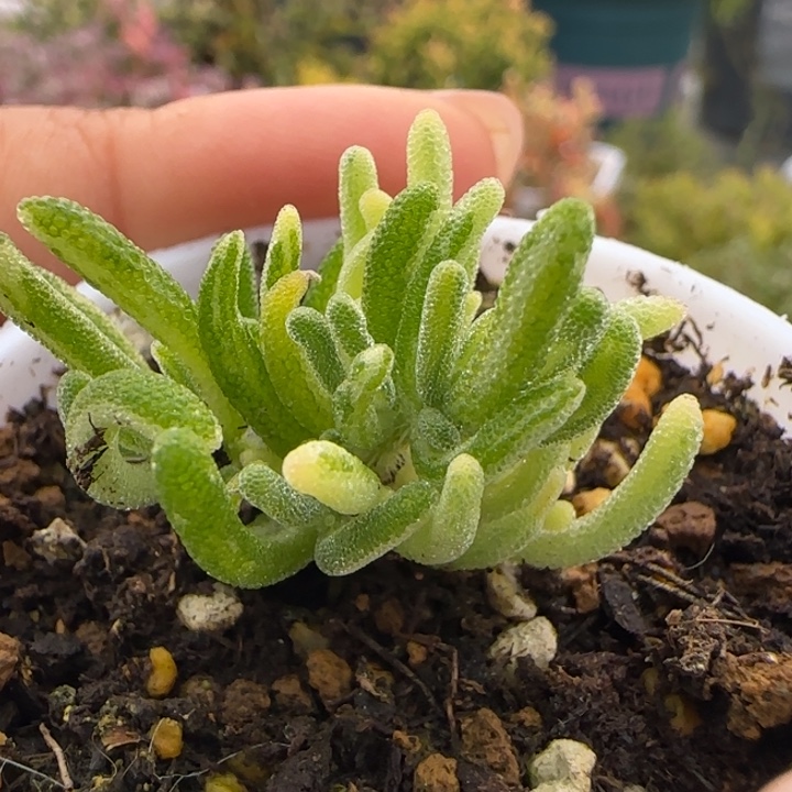 多肉植物枝干荧光兔白锦拉丝