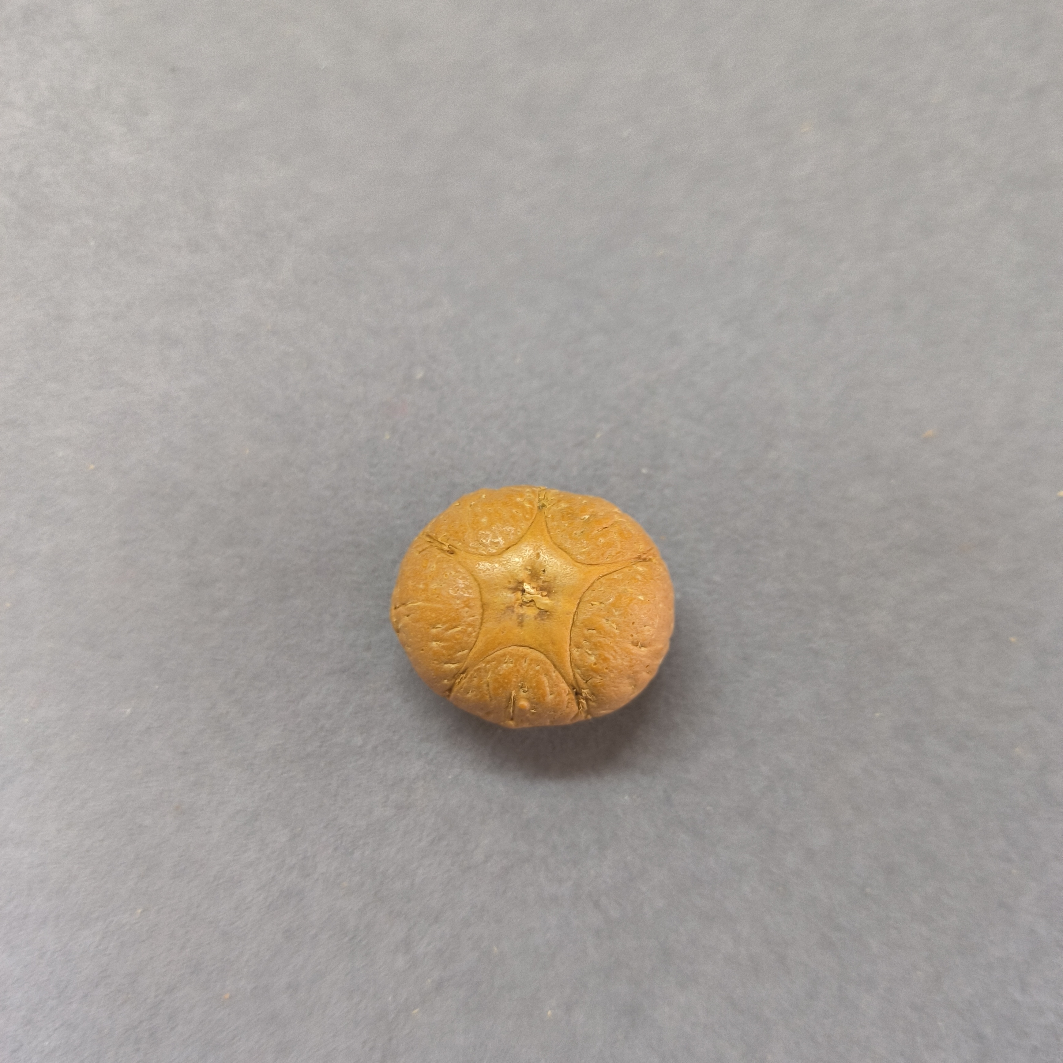 【WF521047】直径21mm厚14mm五星单颗尼泊尔凤眼菩提