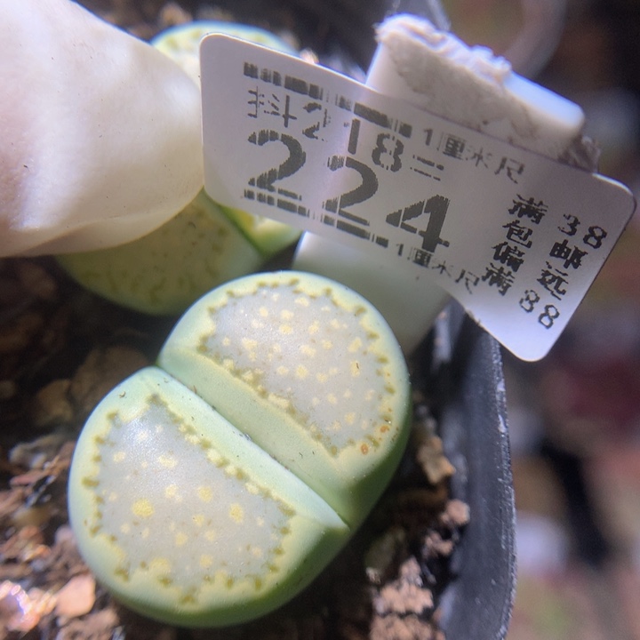  精品生石花218.224