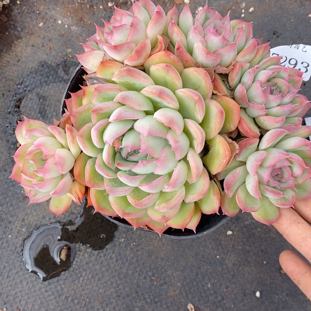 7293杂交多肉老桩