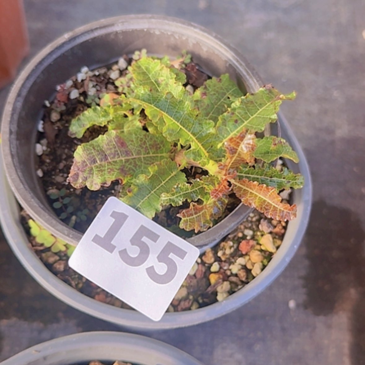 【闪购商品】朱*块根植物
