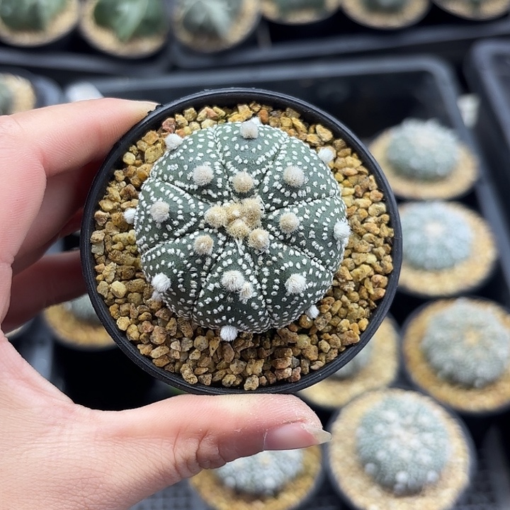 雪花星兜万象盆实生随机一盆