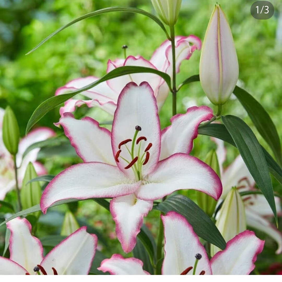 【唇彩16/18】（3颗5颗，10颗）东方系列荷兰进口香水百合种球拍三发四