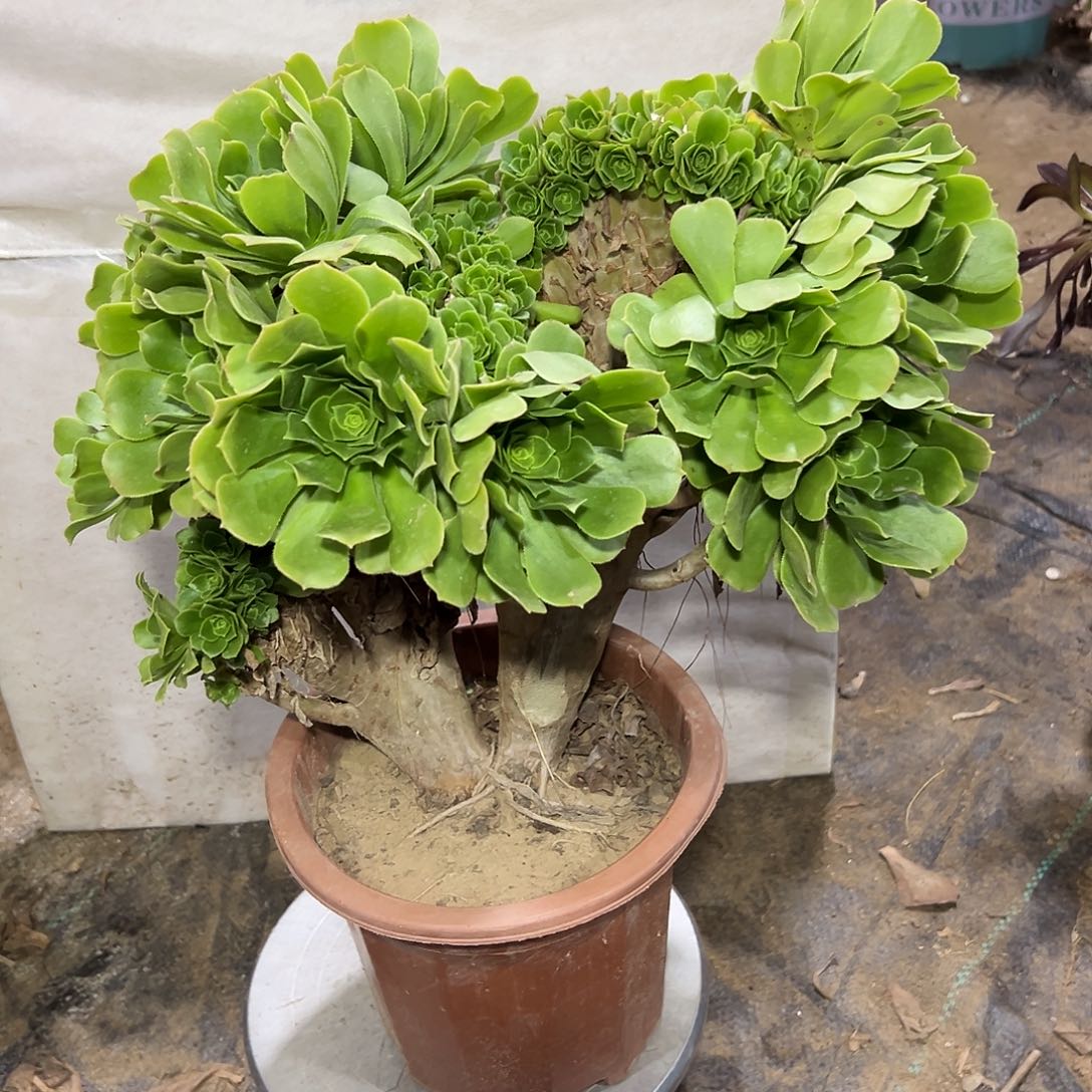 多324肉植物绿羊绒母本