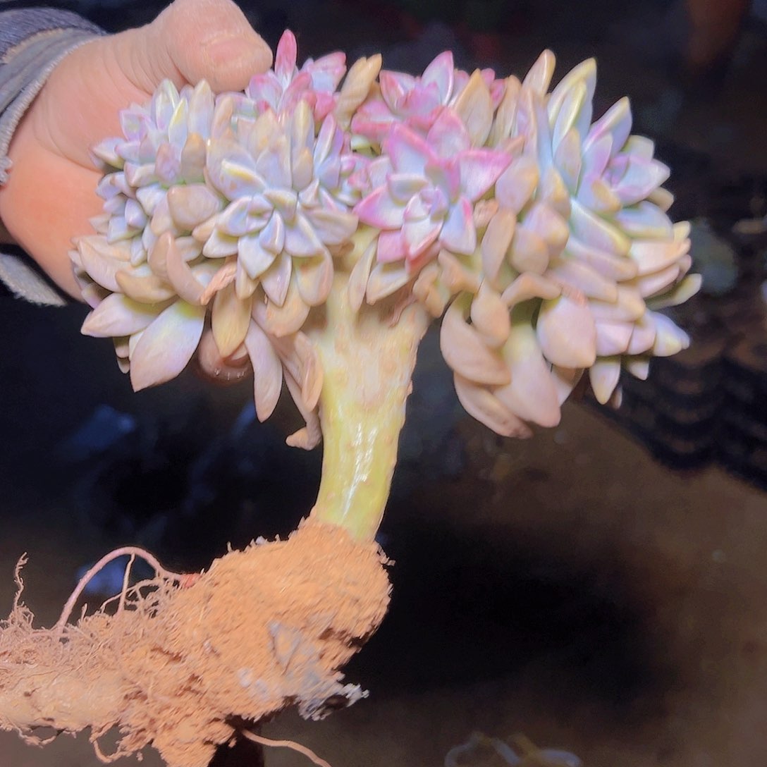 M***君淡雪板子缀 好养好看