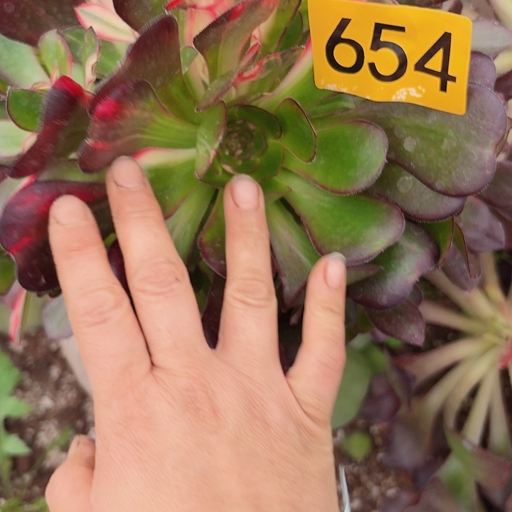 多肉植物香奈儿七彩654