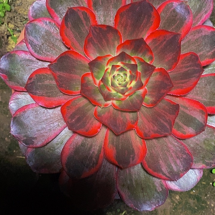 纳福多肉植物保护