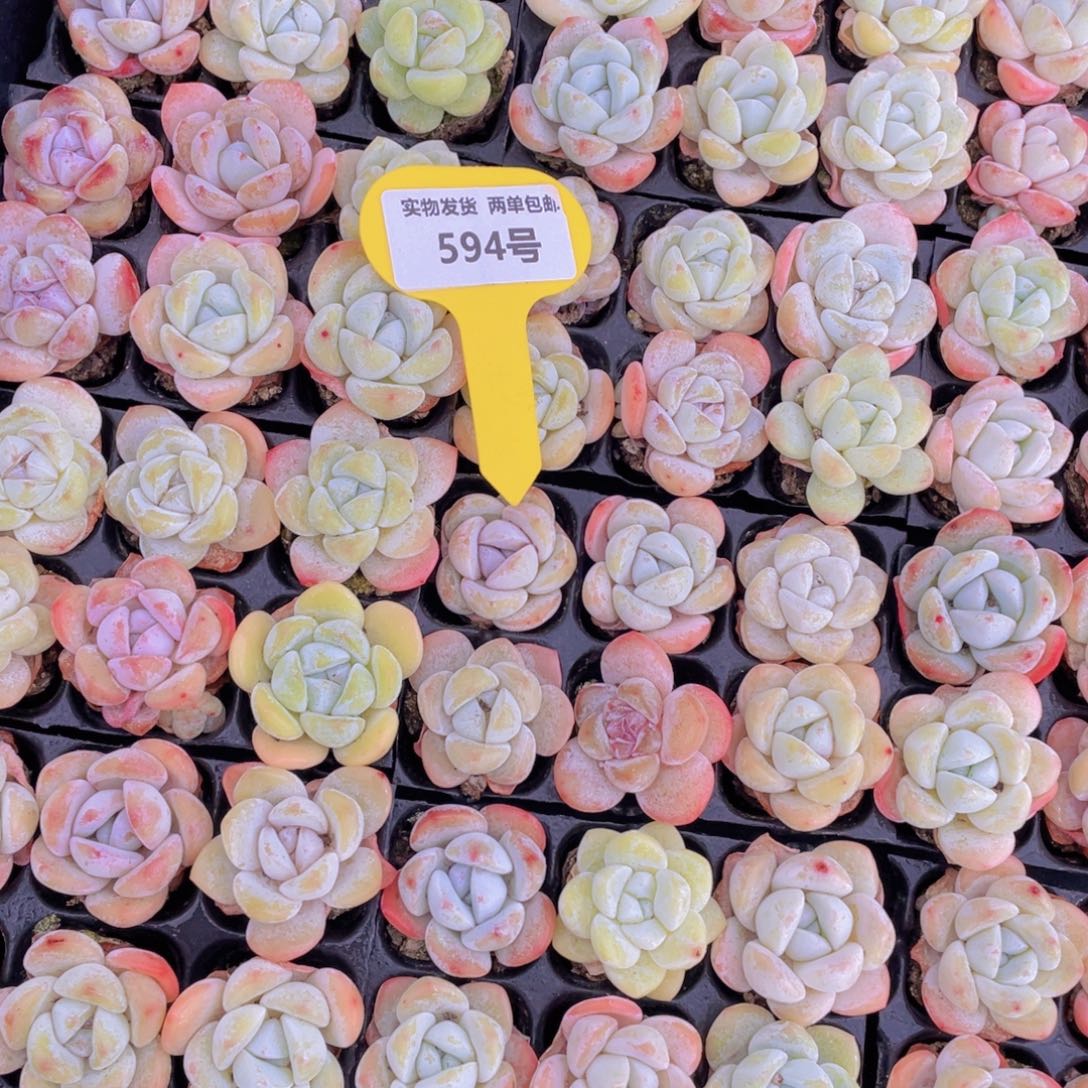 594号奶油小白兔组合6个