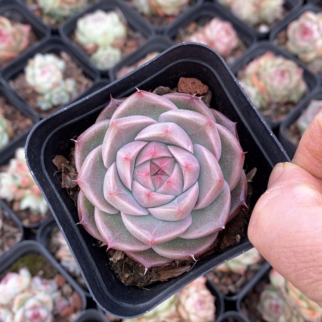 精品多肉一物一拍不包整027