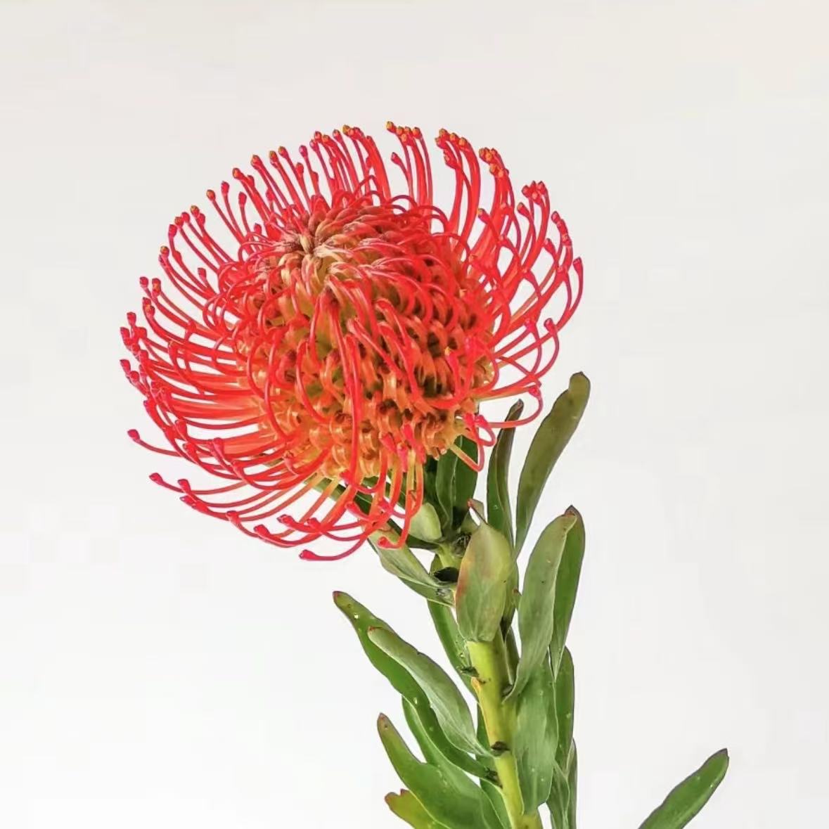 【植迷不误】针垫 高端鲜切花插花 云南鲜花基地包邮直发