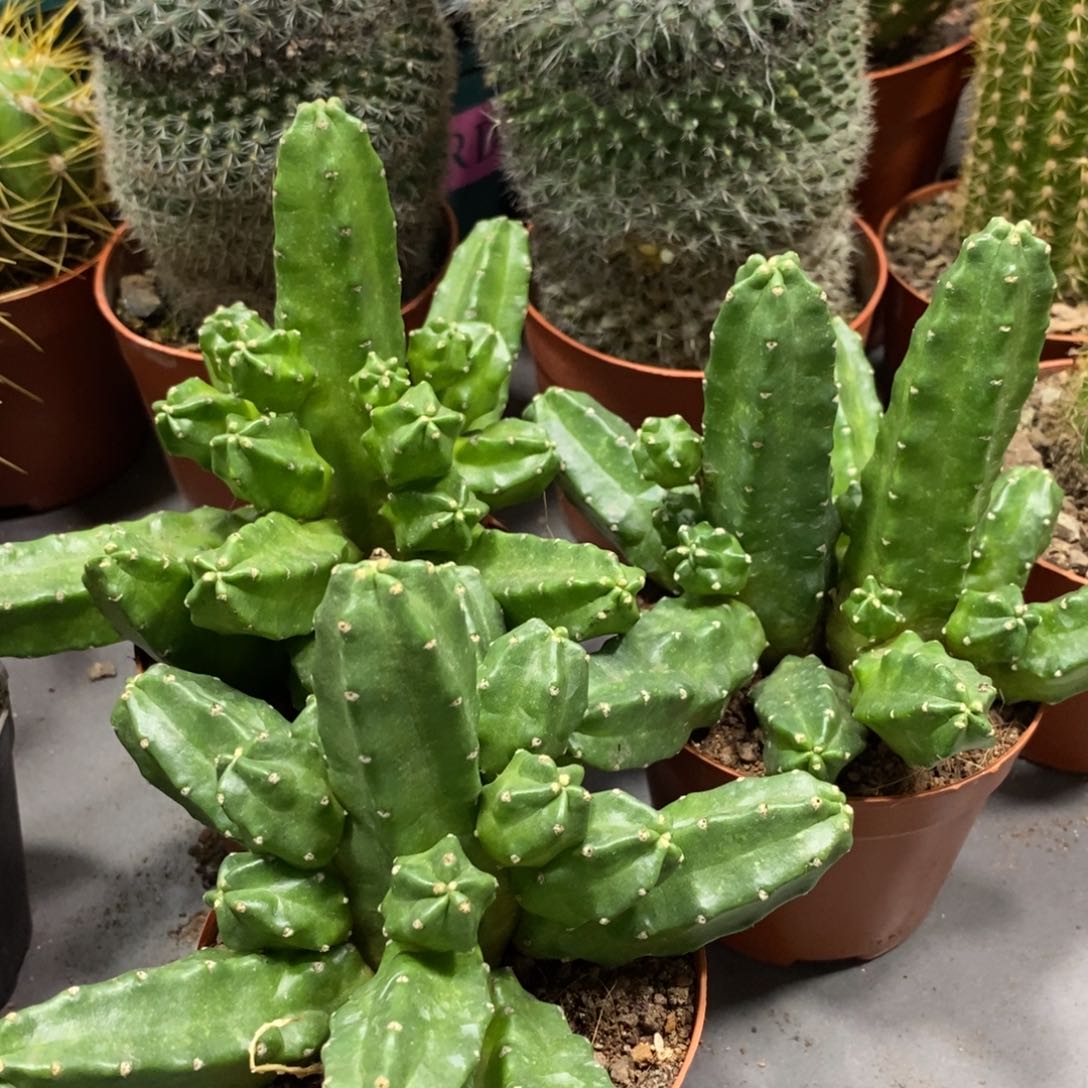 群生红花桃太郎一杯