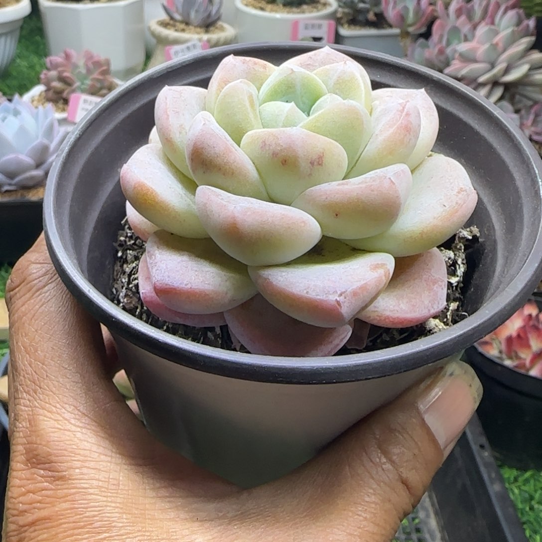锦安精品多肉植物225