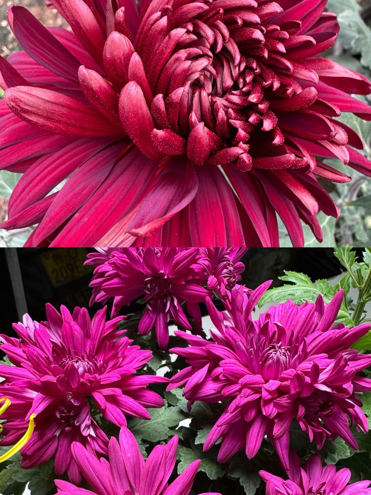 清棚处理九月菊（墨菊黑旋风，紫芙蓉，菊花老根）不售后介意勿拍